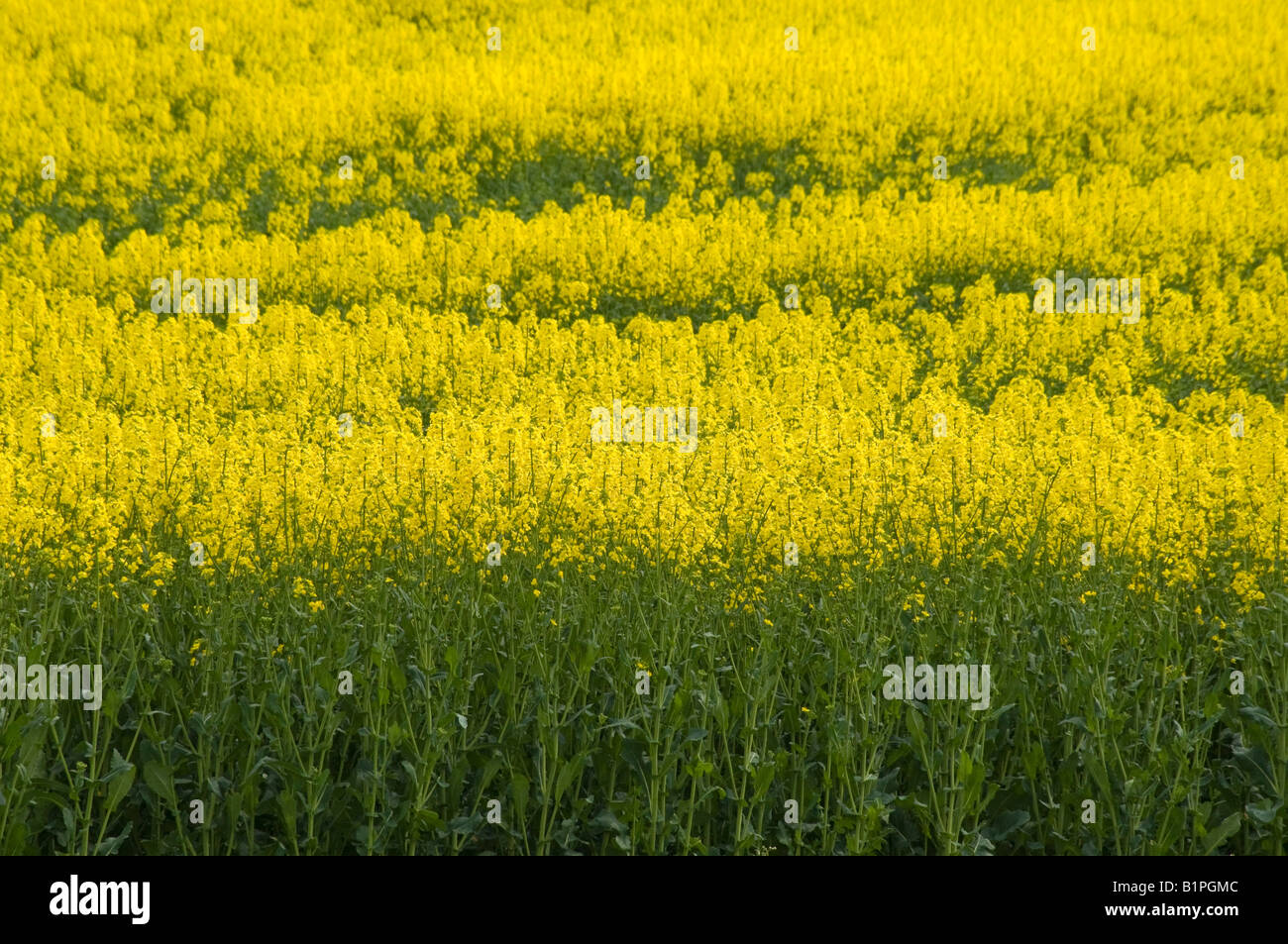 A field of oil seed rape Stock Photo - Alamy