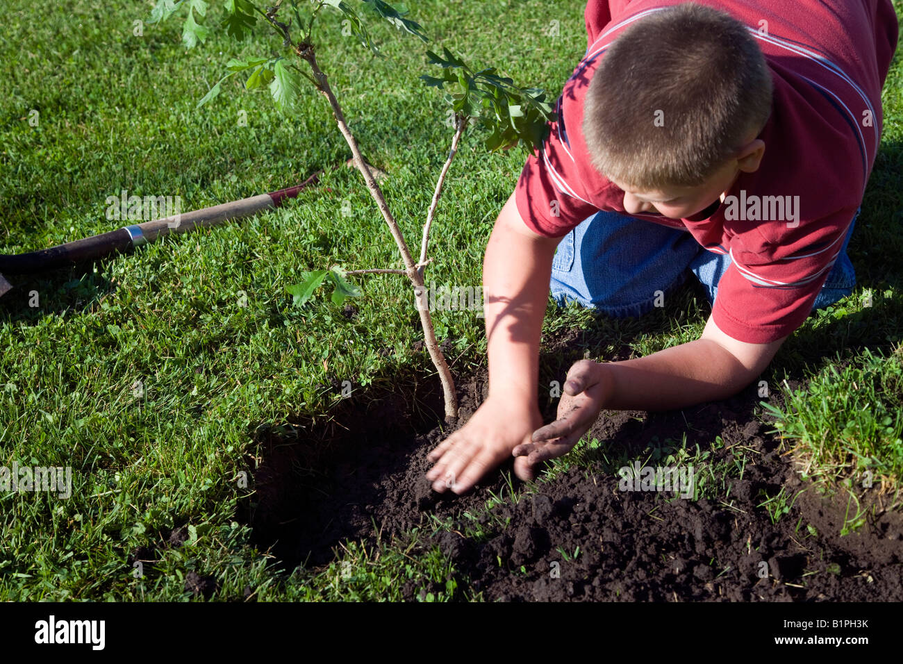 boy planting white oak tree Stock Photo Alamy