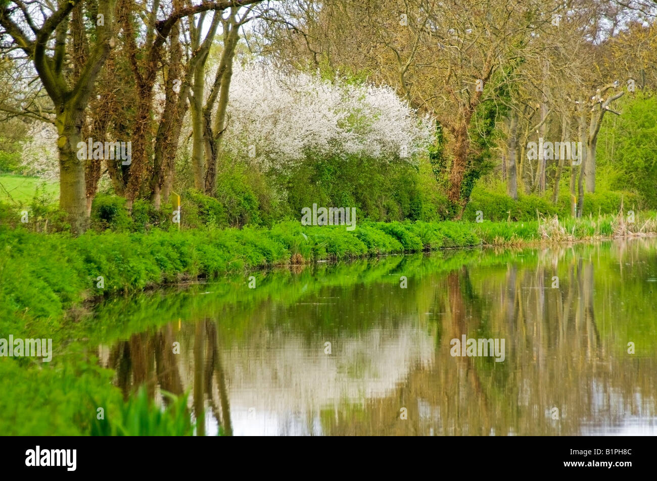 bank banks river rivers riverside waterside bush bushes trees plants