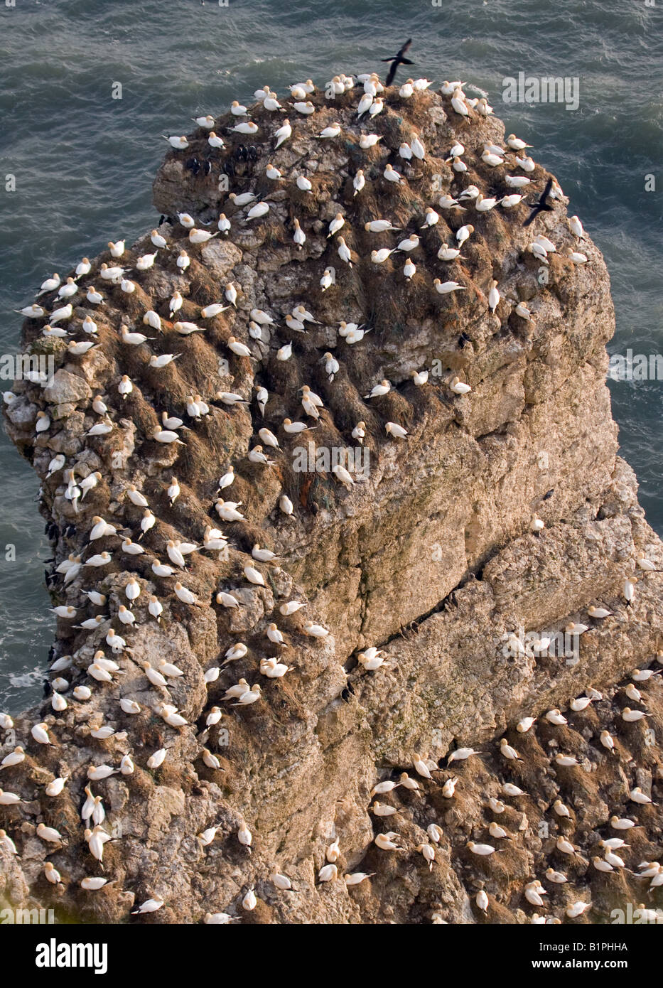 Gannets nesting at Staple Newk, Bempton Cliffs Stock Photo