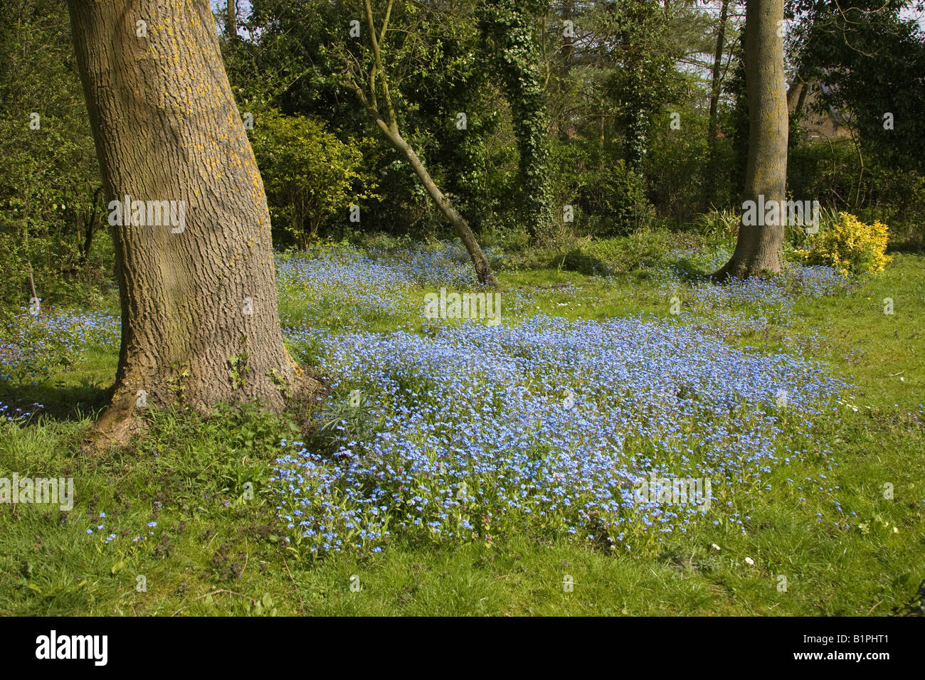 Forget-me-not / Myosotis flower in woodland Stock Photo