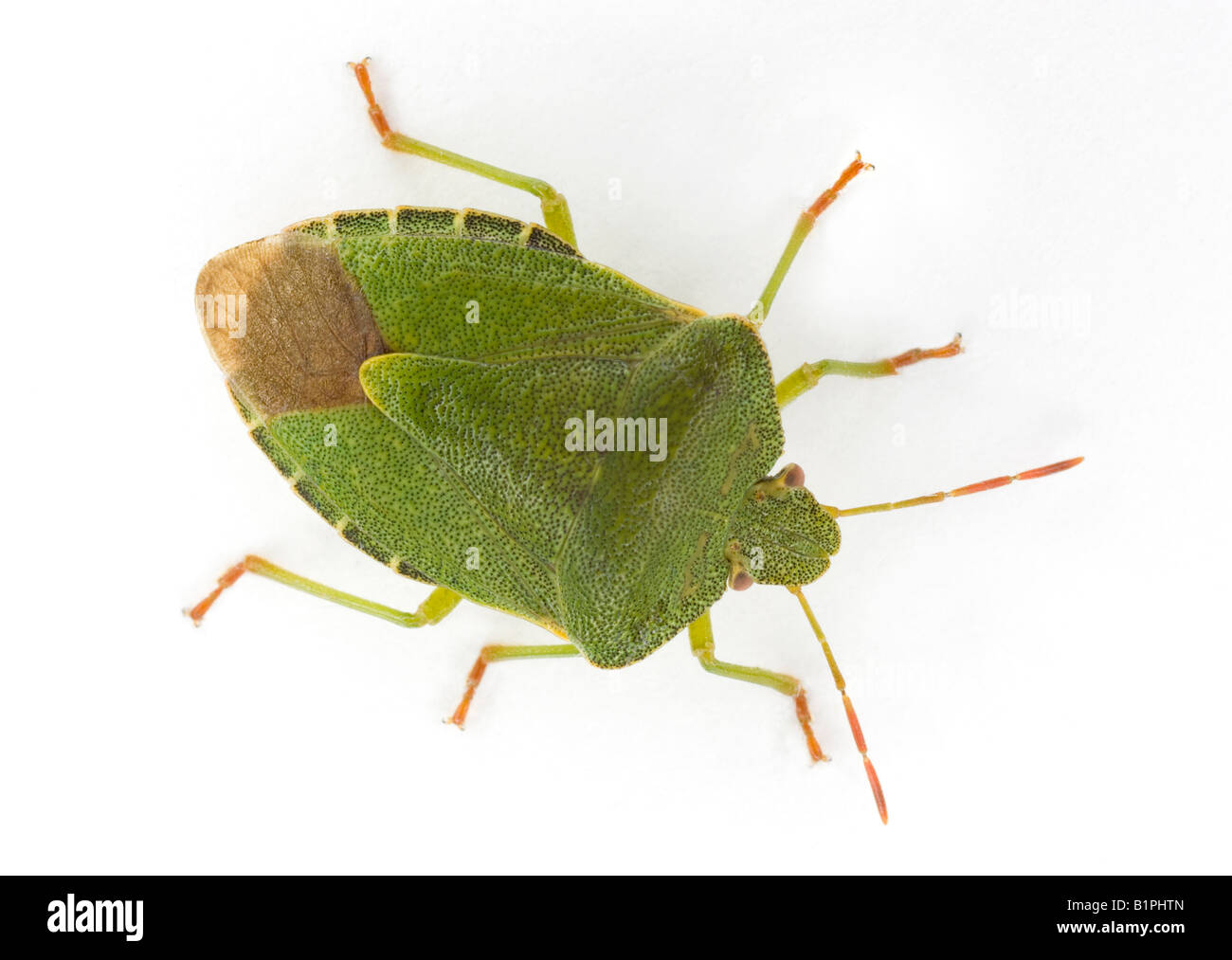 green shield bug beetle - Palomena prasina Stock Photo