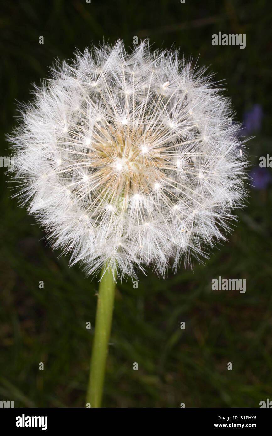 dandelion clock seeds Stock Photo Alamy