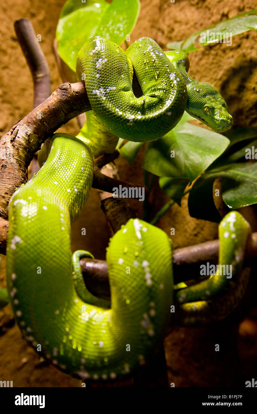 Non venomous python hi-res stock photography and images - Alamy