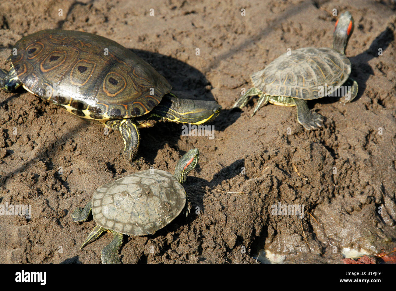 Nicaraguan Slider Trachemys venusta emolli aka Trachemys scripta emolli