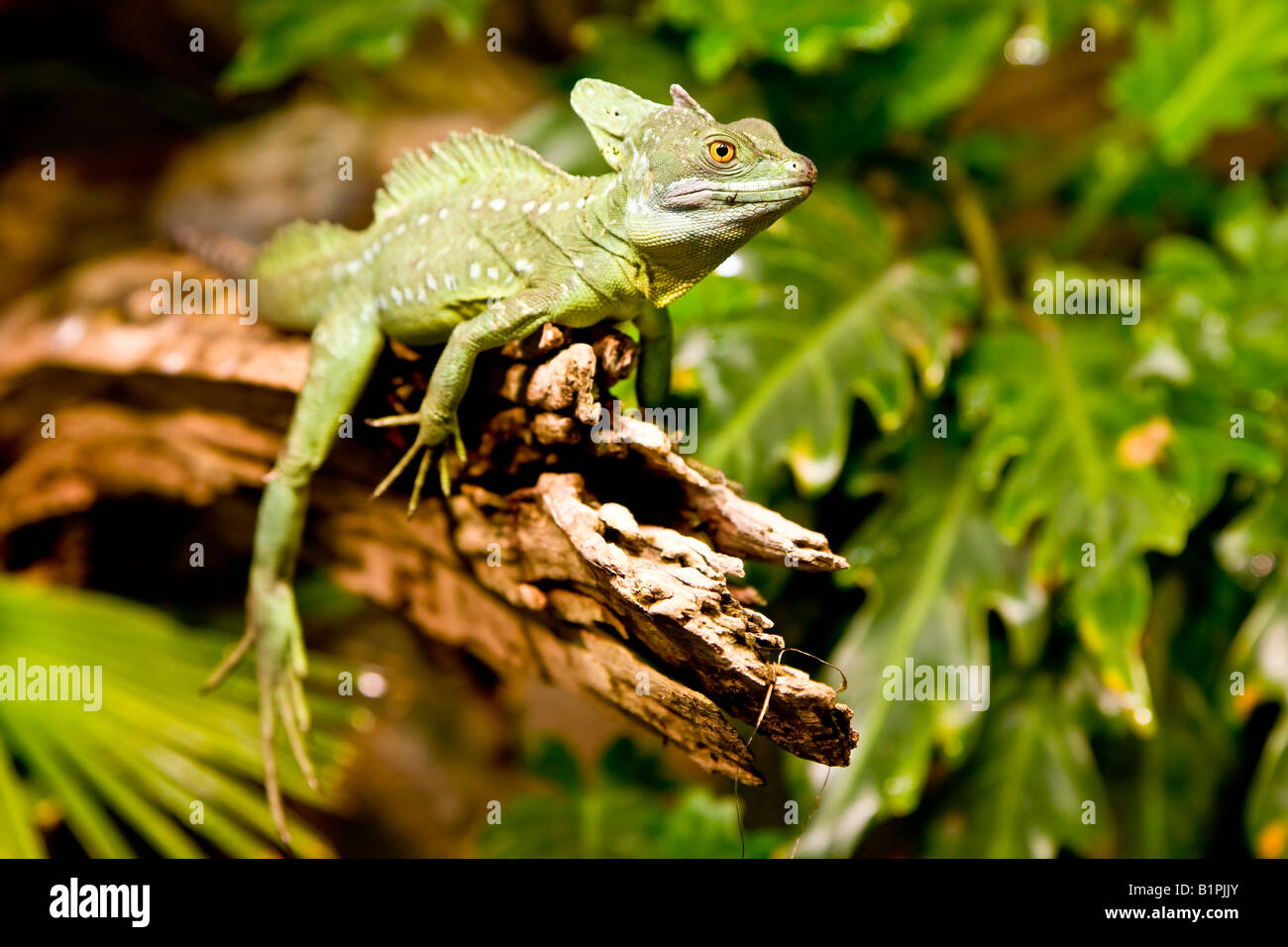 Plumed Basilisk Stock Photo Alamy