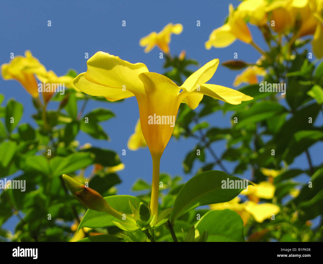 Allamanda cathartica, apocynaceae yellow flower closeup in sky background Stock Photo