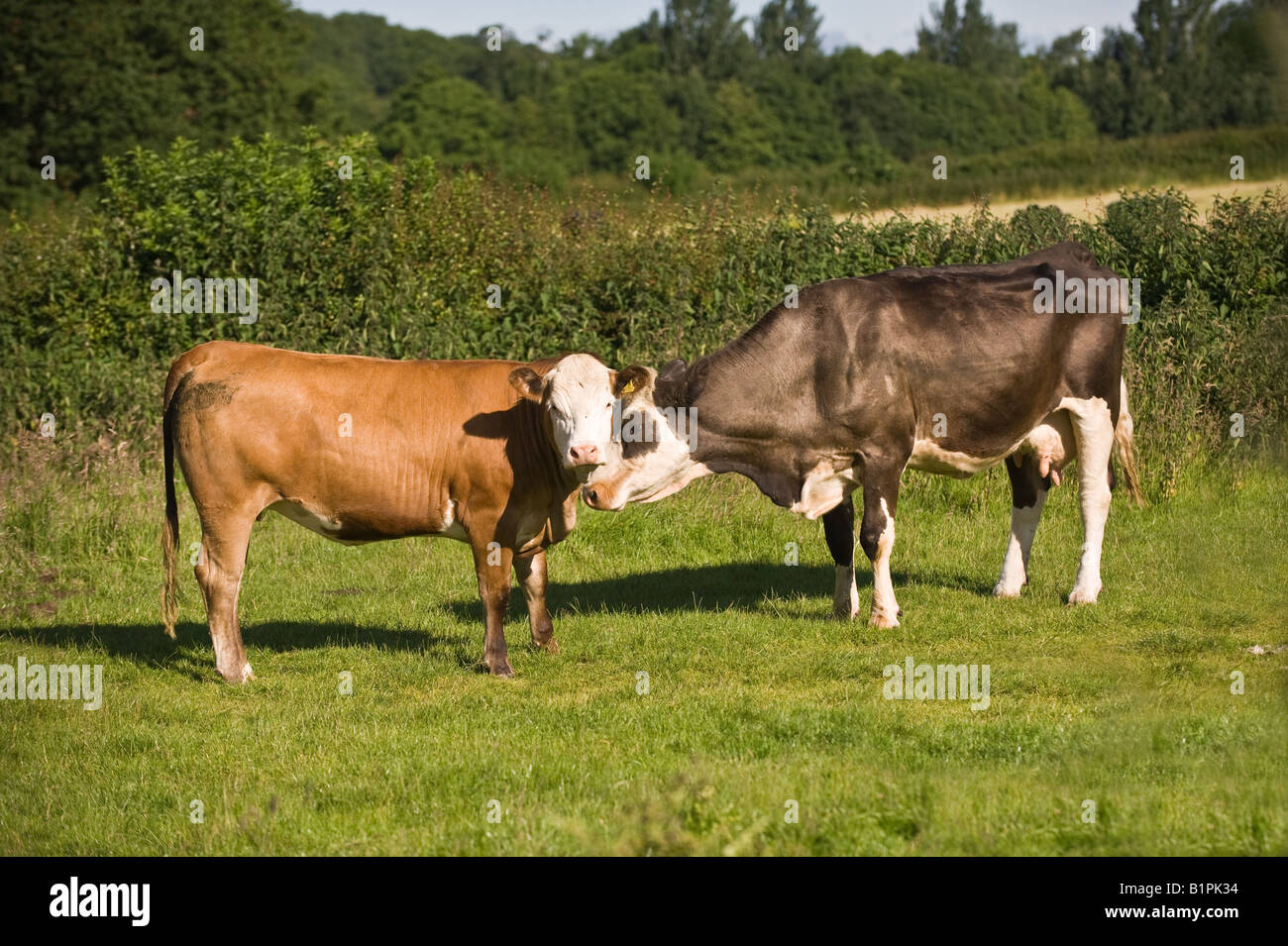 Cattle Scratching High Resolution Stock Photography and Images Alamy