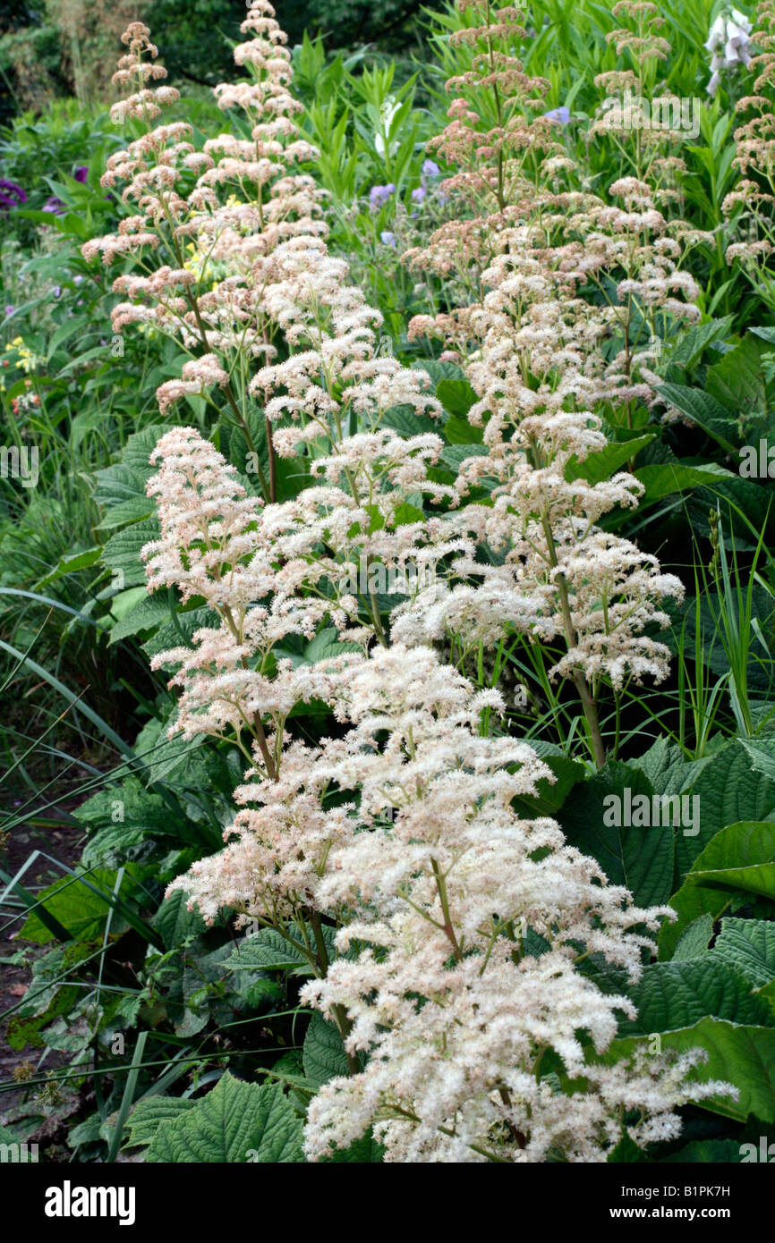 RODGERSIA AESCULIFOLIA AGM Stock Photo