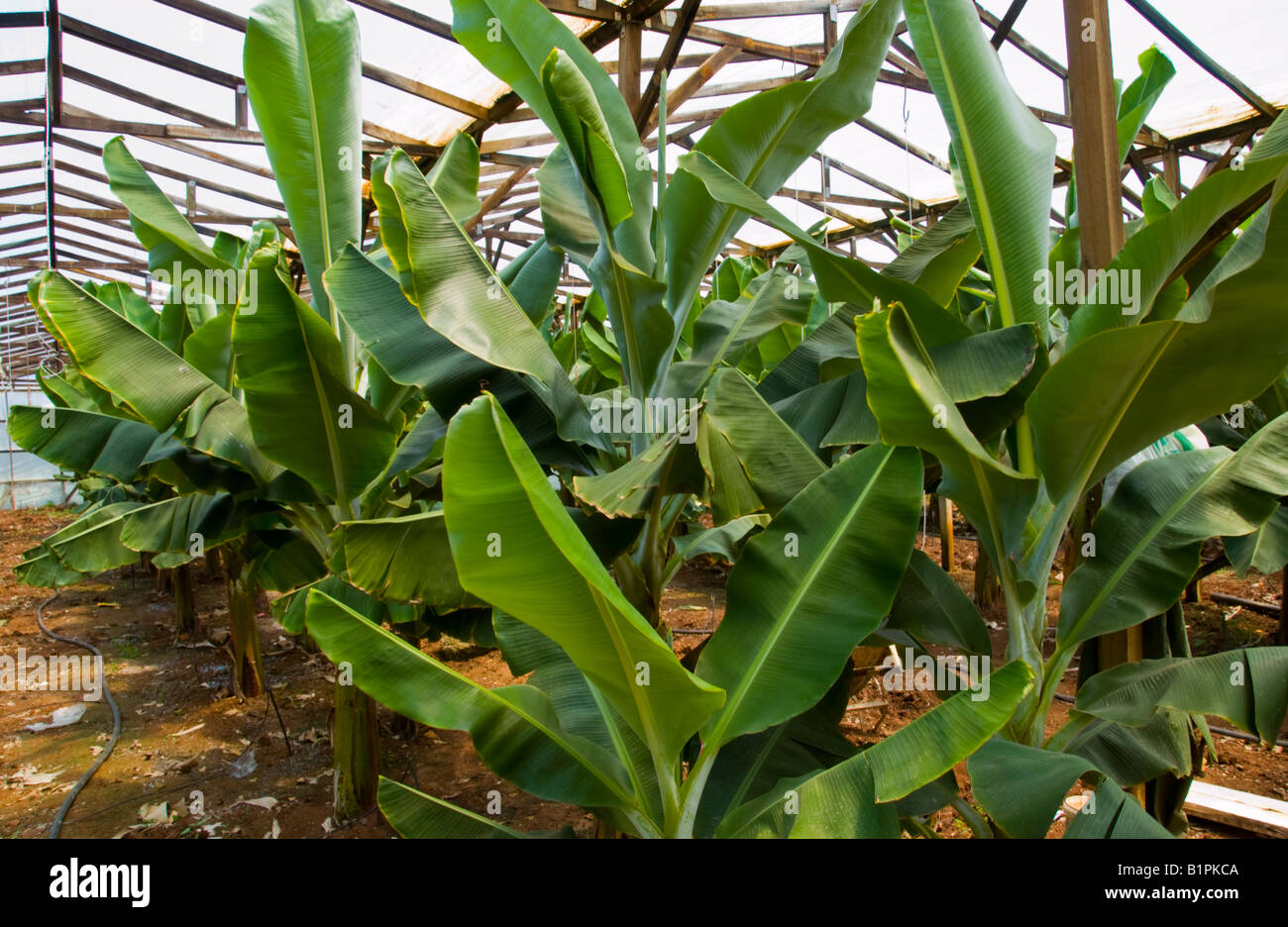 Bananas growing in polythene greenhouse near Malia on the Greek