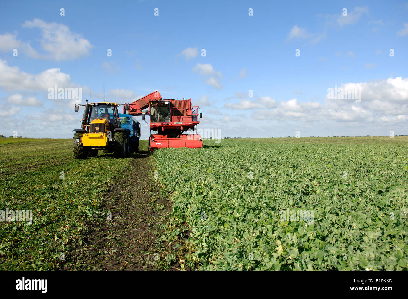 Pea harvest machine hi-res stock photography and images - Alamy