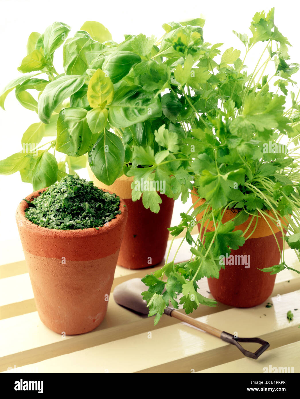 basil and flat leaf parsley herbs and freeze dried herbs Stock Photo