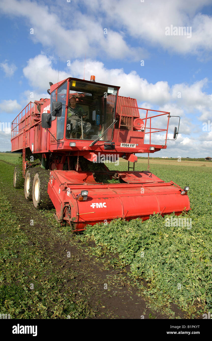Pea harvester hi-res stock photography and images - Alamy