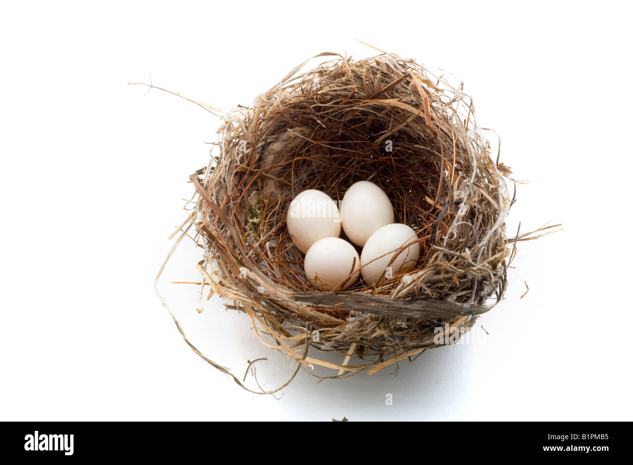 bird s nest with four eggs isolated on white Stock Photo - Alamy