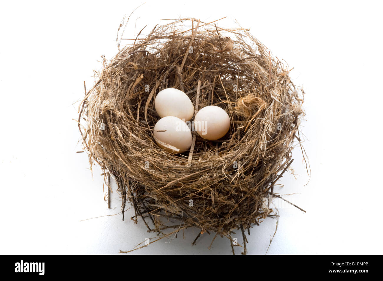 bird s nest with three eggs isolated on white Stock Photo - Alamy