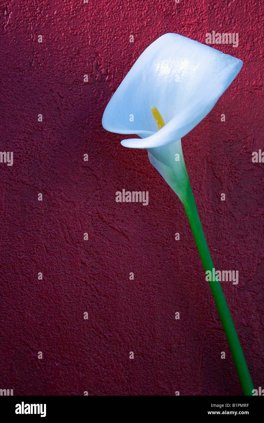 White Calla Lily against a red wall. Stock Photo