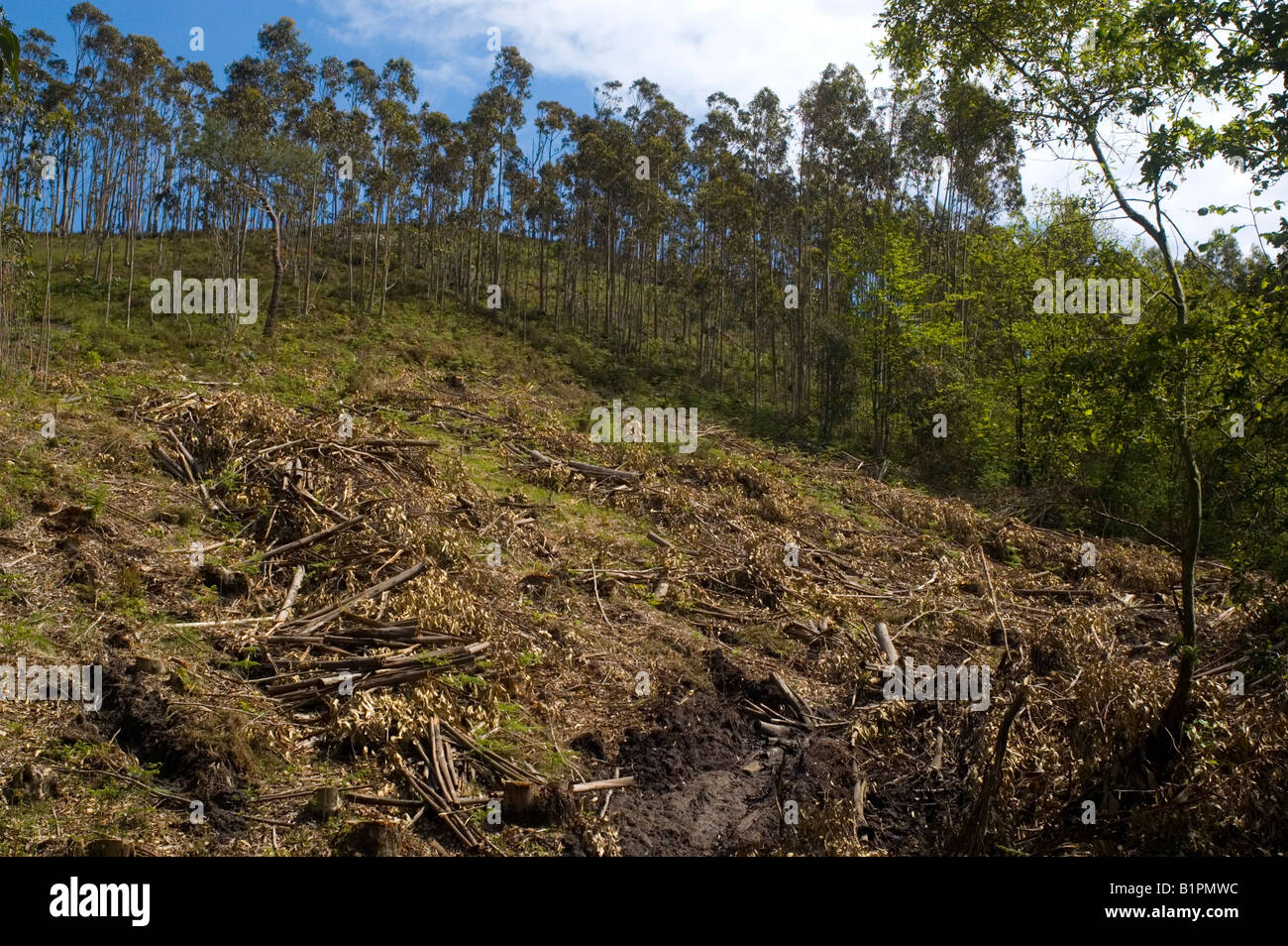 Deforestation in Asturias region SPAIN Stock Photo