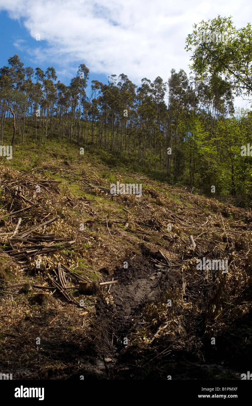 Deforestation in Asturias region SPAIN Stock Photo