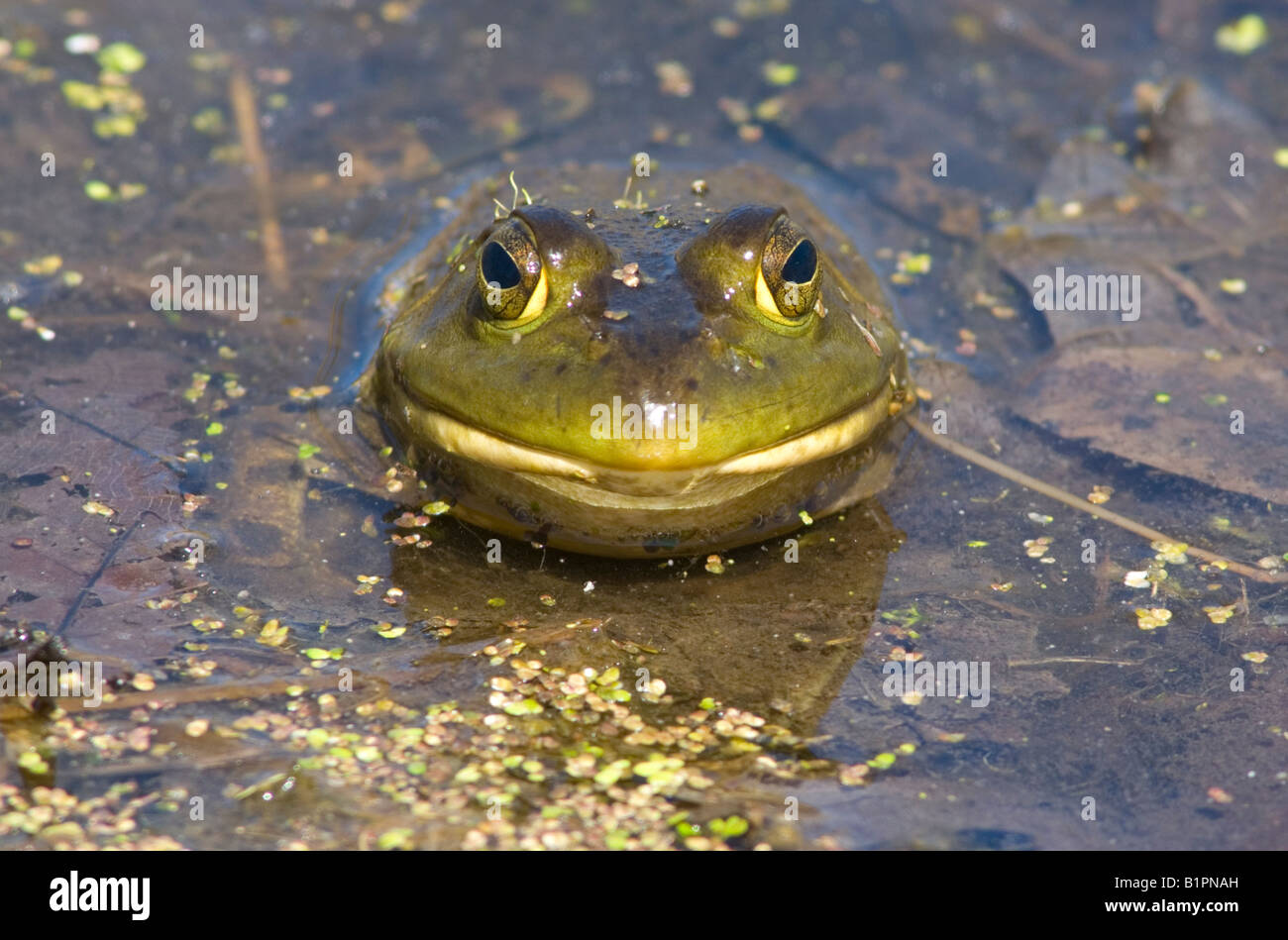 Bullfrog Rana catesbeiana in pond Eastern United States Stock Photo