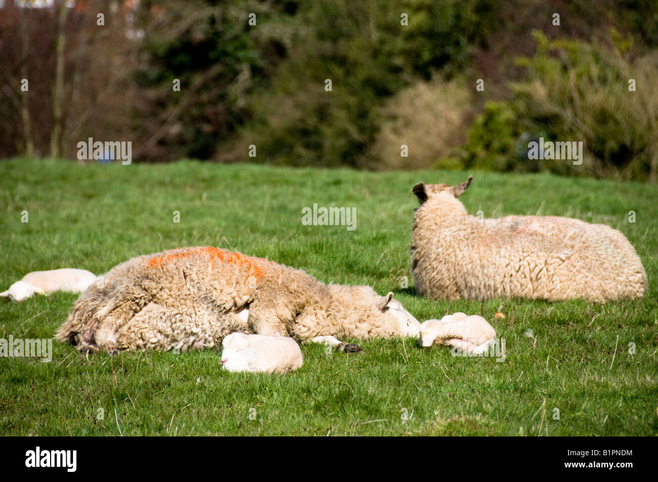 sheeps and lambs sleeping on grass, Dorking, Surrey, England Stock Photo