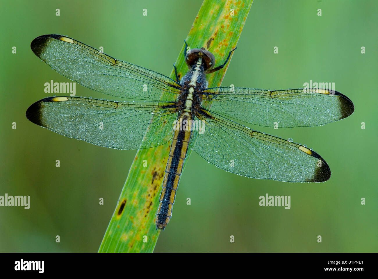 Black-faced Skimmer Dragonfly Libellula cyanea  E USA, by Skip Moody/Dembinsky Photo Assoc Stock Photo