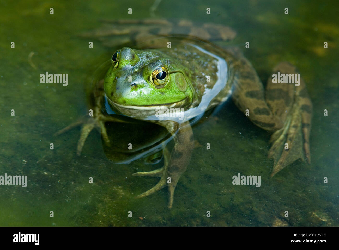 Green Frog (Rana clamitans), Pond, E USA by Skip Moody / Dembinsky Photo Associates Stock Photo