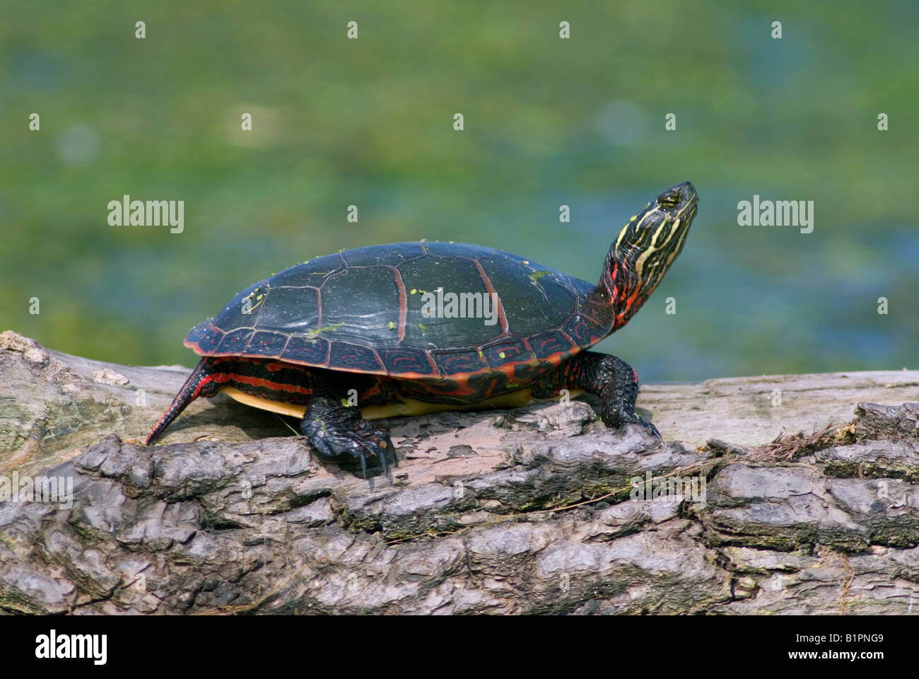 Eastern Painted Turtle Chrysemys picta  basking in sun Eastern United States Stock Photo