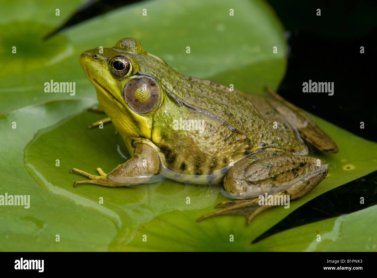 Green Frog (Rana clamitans), Pond, E USA by Skip Moody / Dembinsky Photo Associates Stock Photo