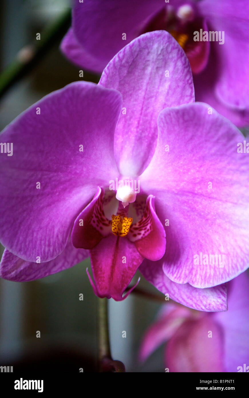 Mauve orchid hi-res stock photography and images - Alamy