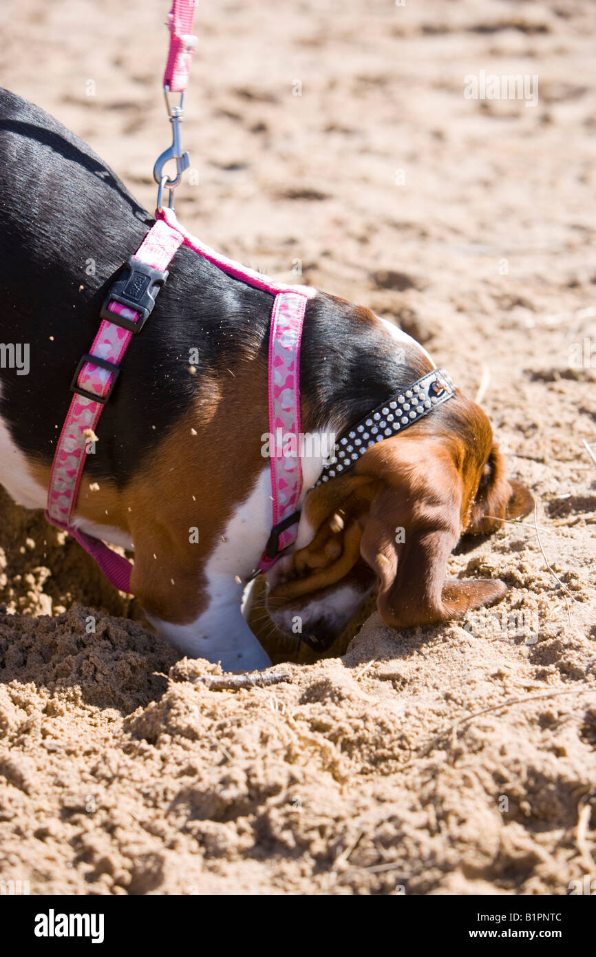 young basset hound playing on the beach Stock Photo Alamy