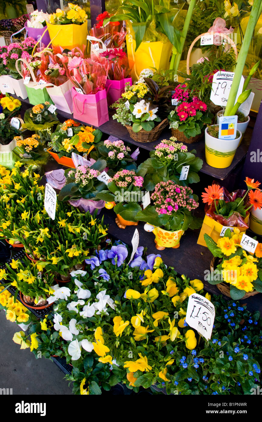 a flower shop, Surrey, England Stock Photo Alamy