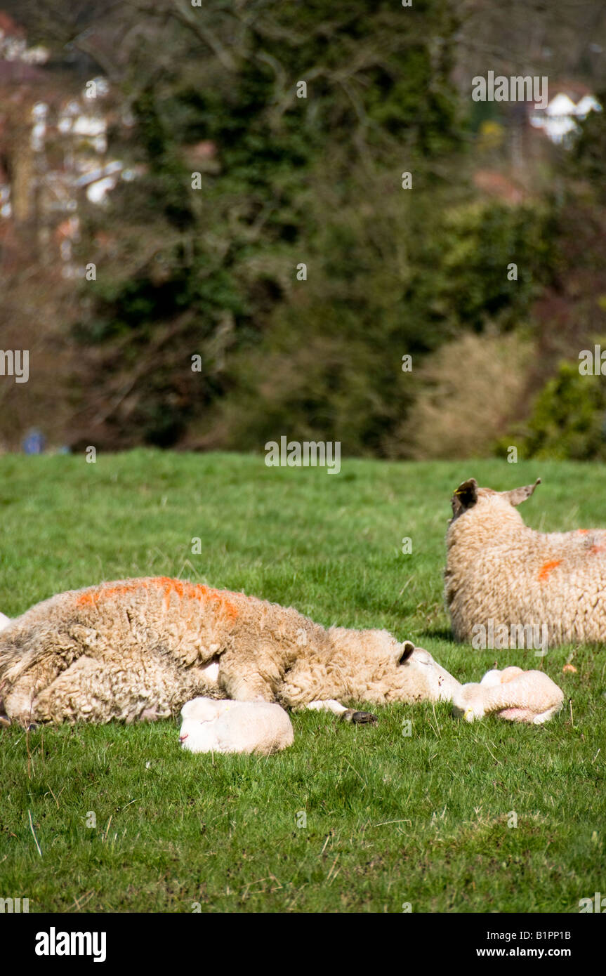 sheeps and lambs sleeping on grass, Dorking, Surrey, England Stock Photo