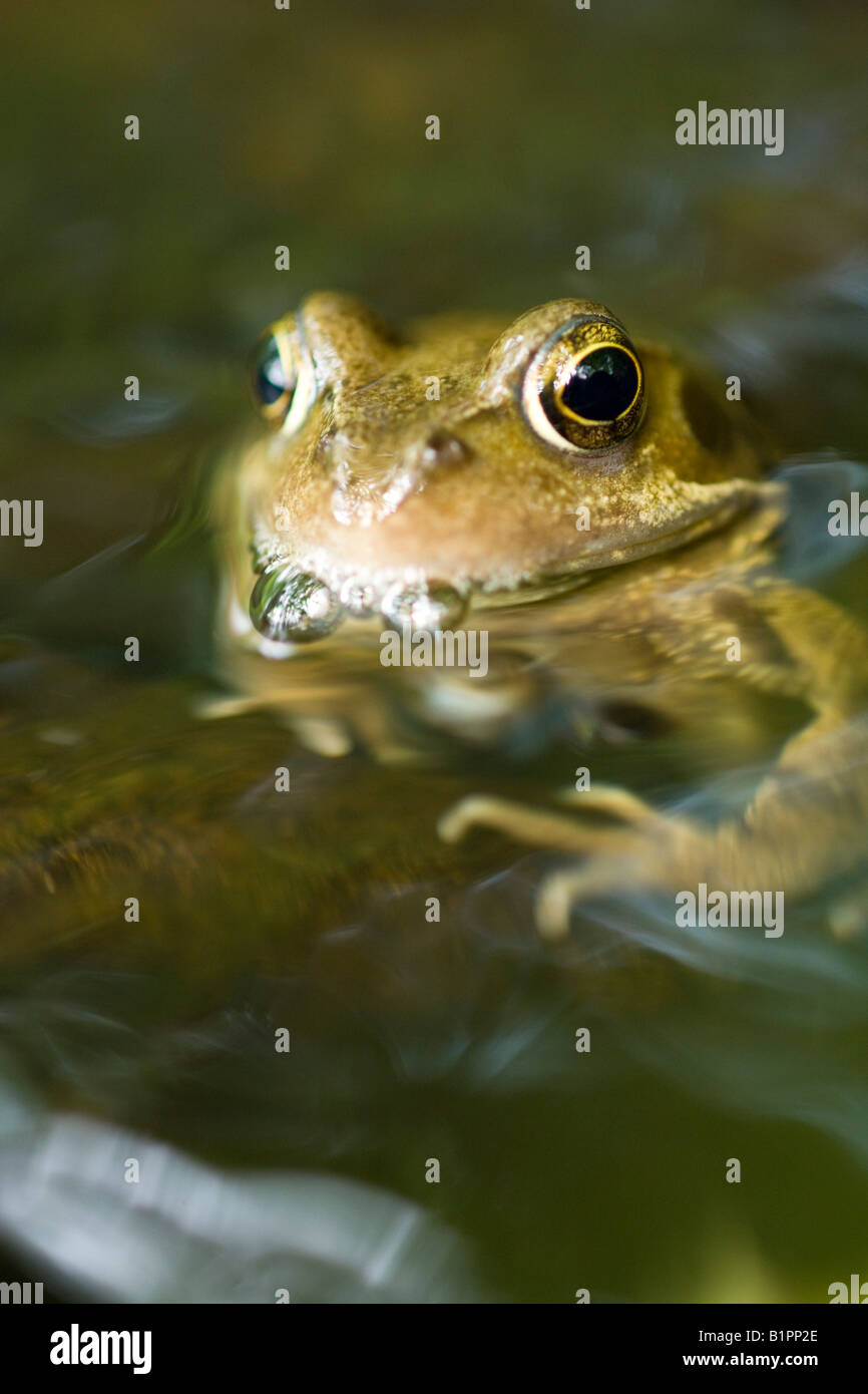Frog jpg hi-res stock photography and images - Alamy