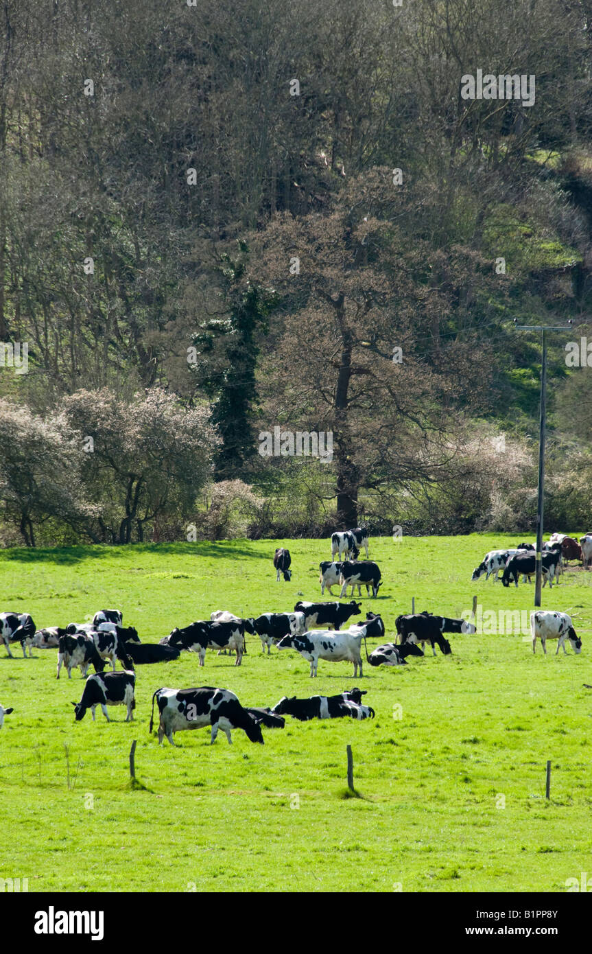 Holstein Friesian black and white cows on grass in Surrey, England ...