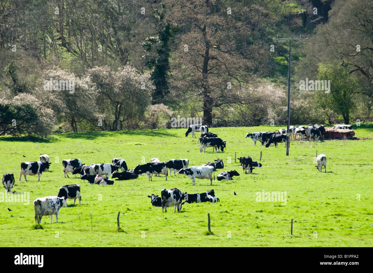 Holstein Friesian black and white cows on grass in Surrey, England ...