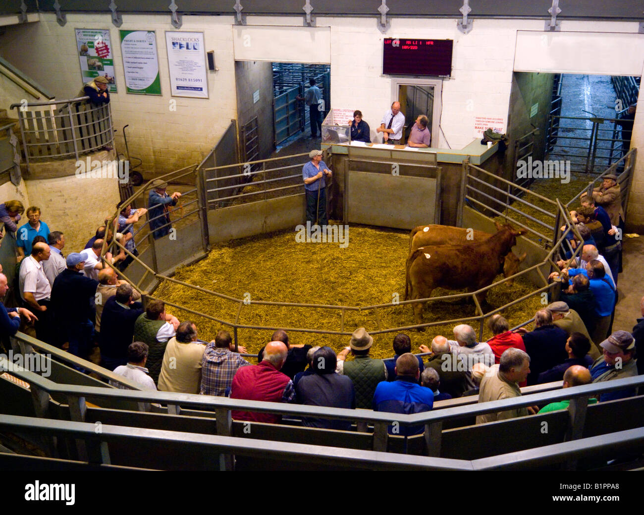 Farmers at Bakewell Cattle Market in the Derbyshire Peak District England UK Stock Photo Alamy Farmers at Bakewell Cattle Market in the Derbyshire Peak District England UK Stock Photo Alamy