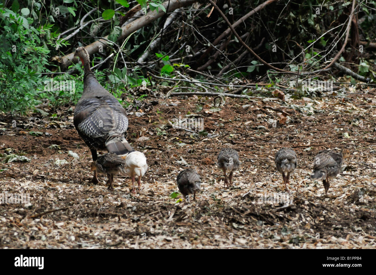 A baby white turkey with siblings and mother.  Standing out and being one of a kind. Stock Photo