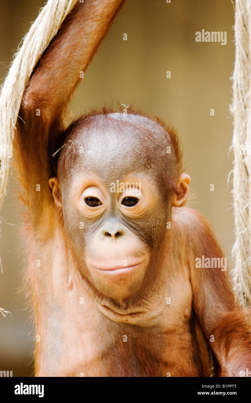 Portrait of a young Bornean Orangutan, Pongo pygmaeus. Stock Photo