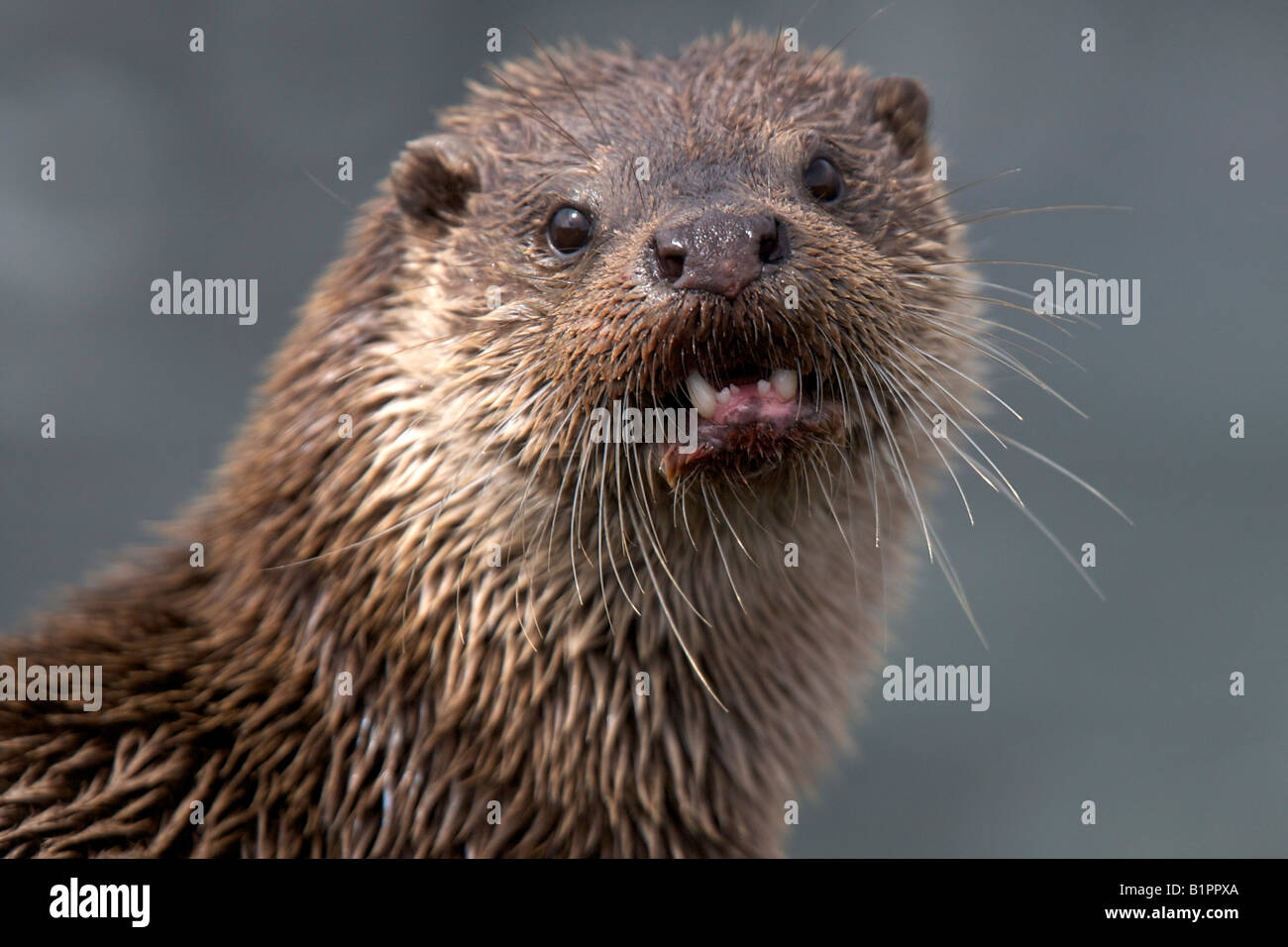 Otter, Lutra Lutra, showing it's teeth Stock Photo