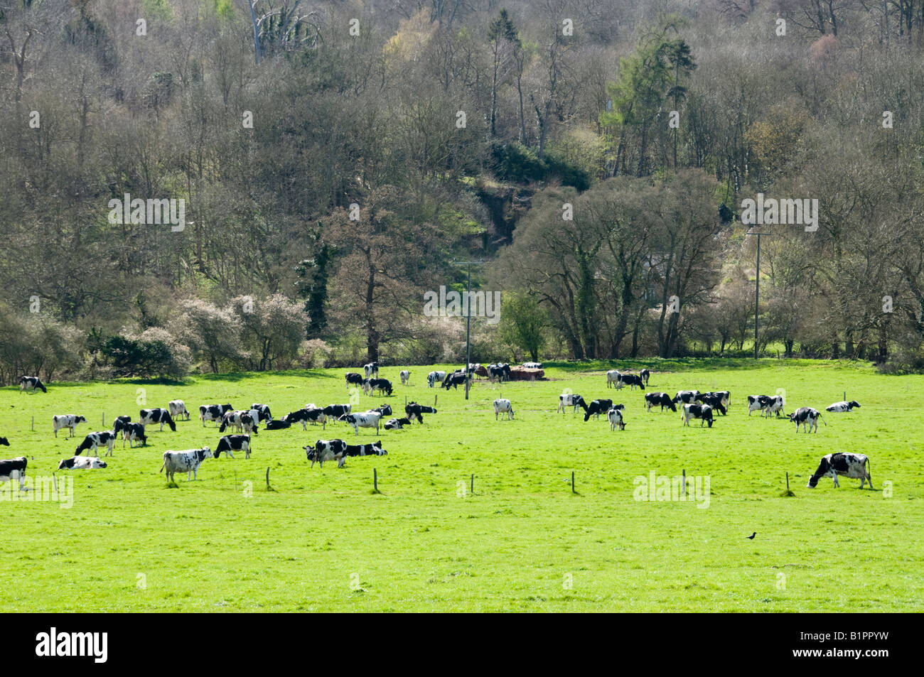 Holstein Friesian black and white cows on grass in Surrey, England ...