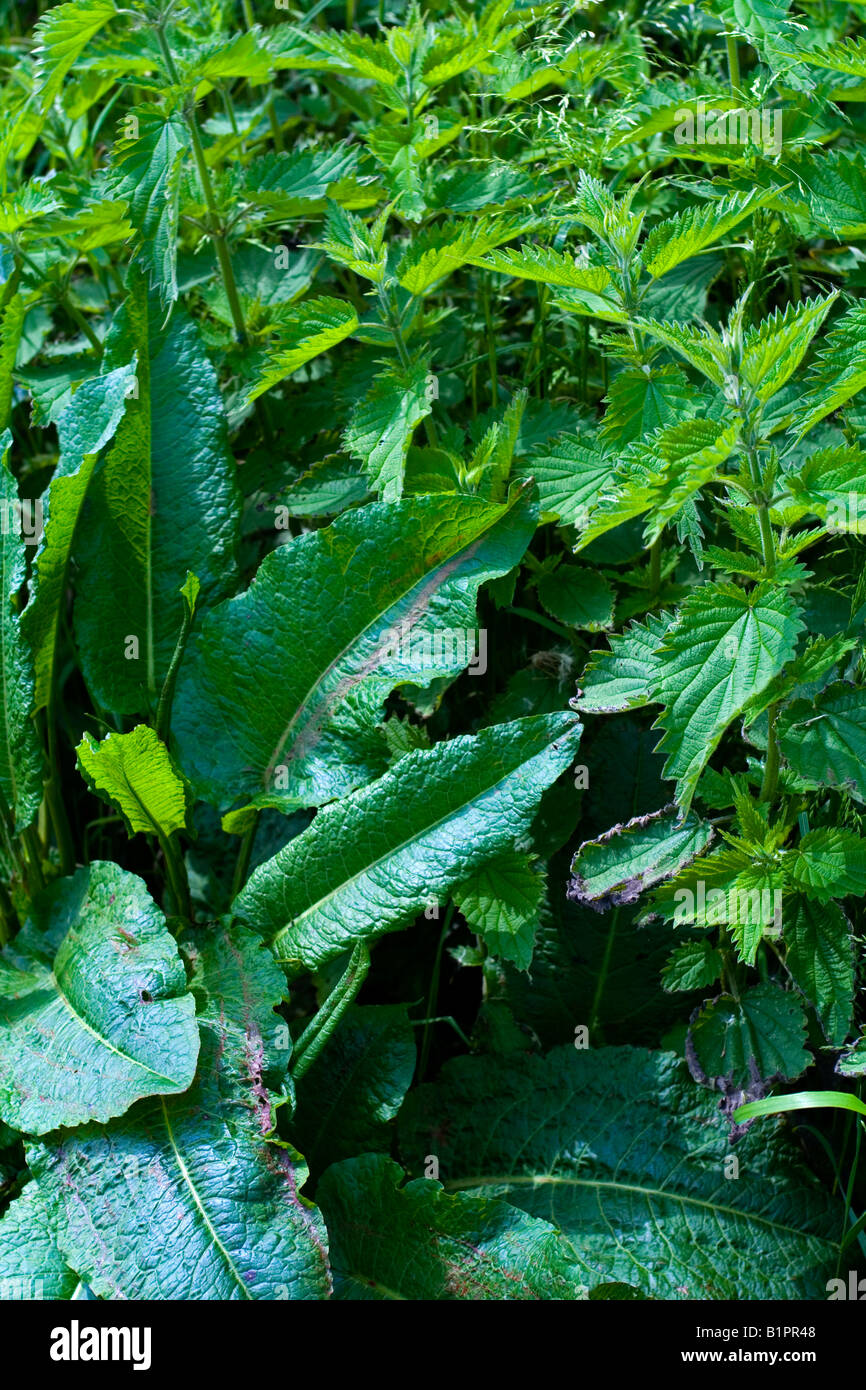 Stinging nettles urtica dioica with dock leaves rumex obtusifolius which can be used as a