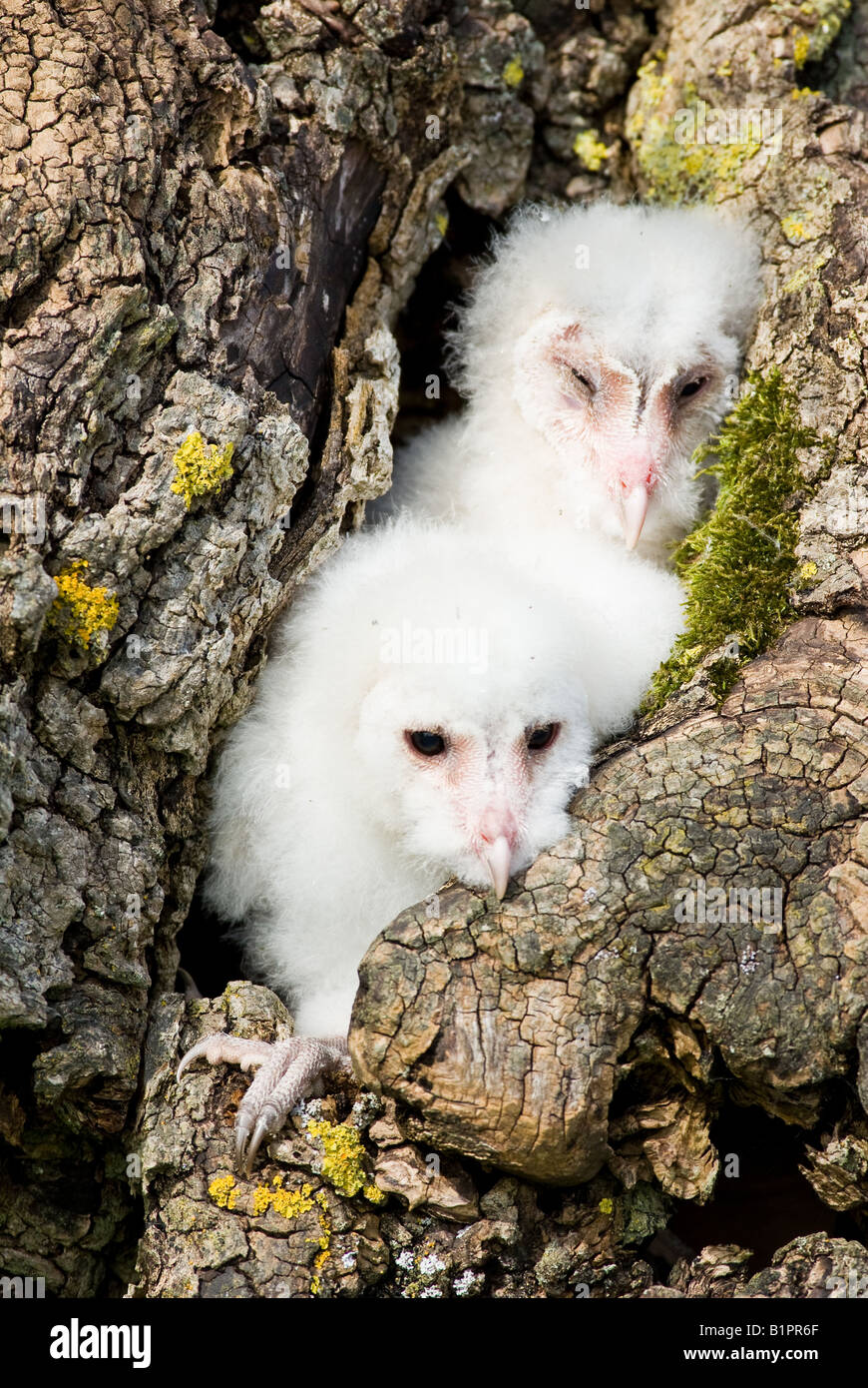 Barn Owl Chicks In Hollow Tree Stock Photo Alamy Barn Owl Chicks In Hollow Tree Stock Photo Alamy