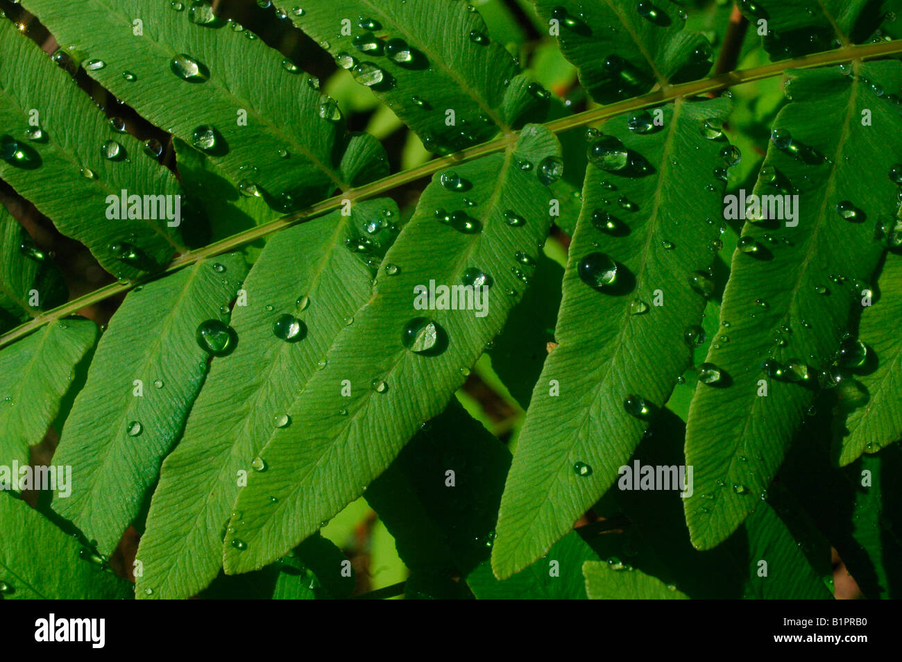 Dew drops on fern leaf Asturias region SPAIN Stock Photo