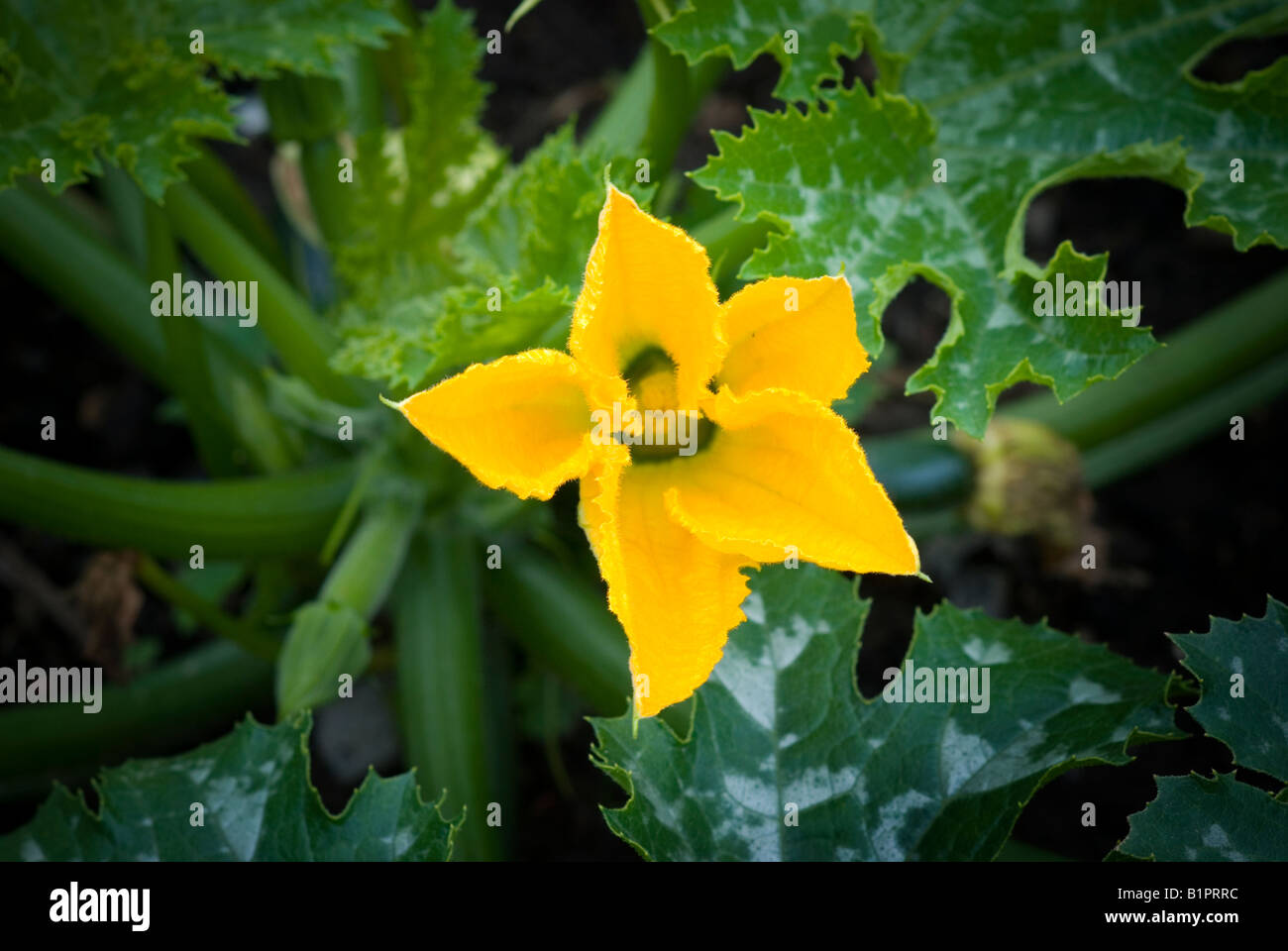 courgette plant in flower Stock Photo Alamy