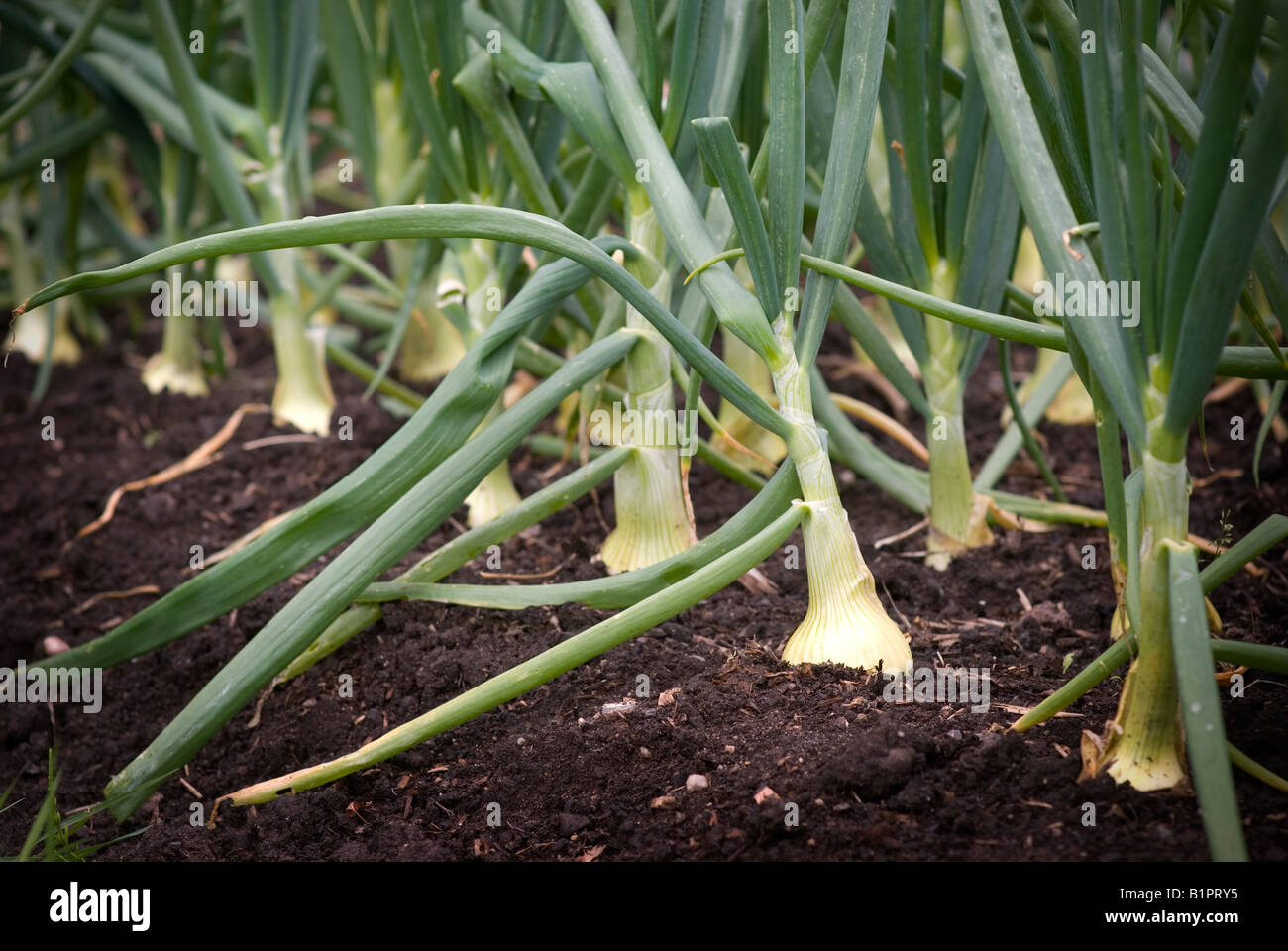 onions growing in an onioon bed Stock Photo Alamy