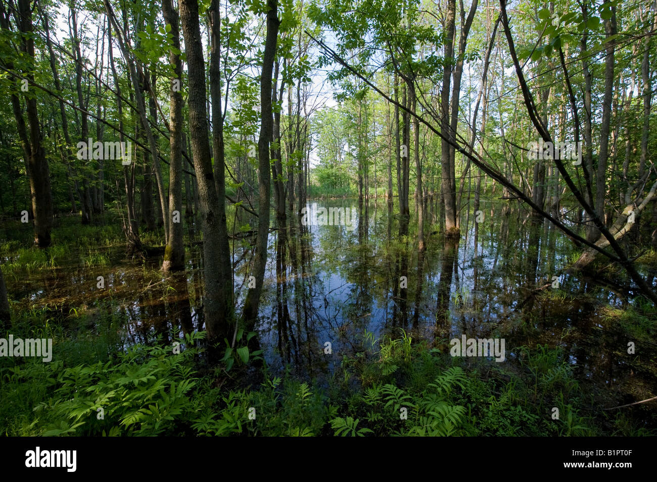 Wetlands around Montreal Stock Photo