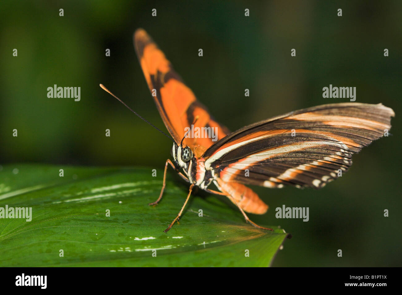 Orange and black moth hi-res stock photography and images - Alamy