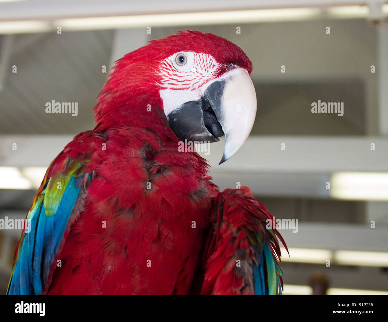 blue parrot store