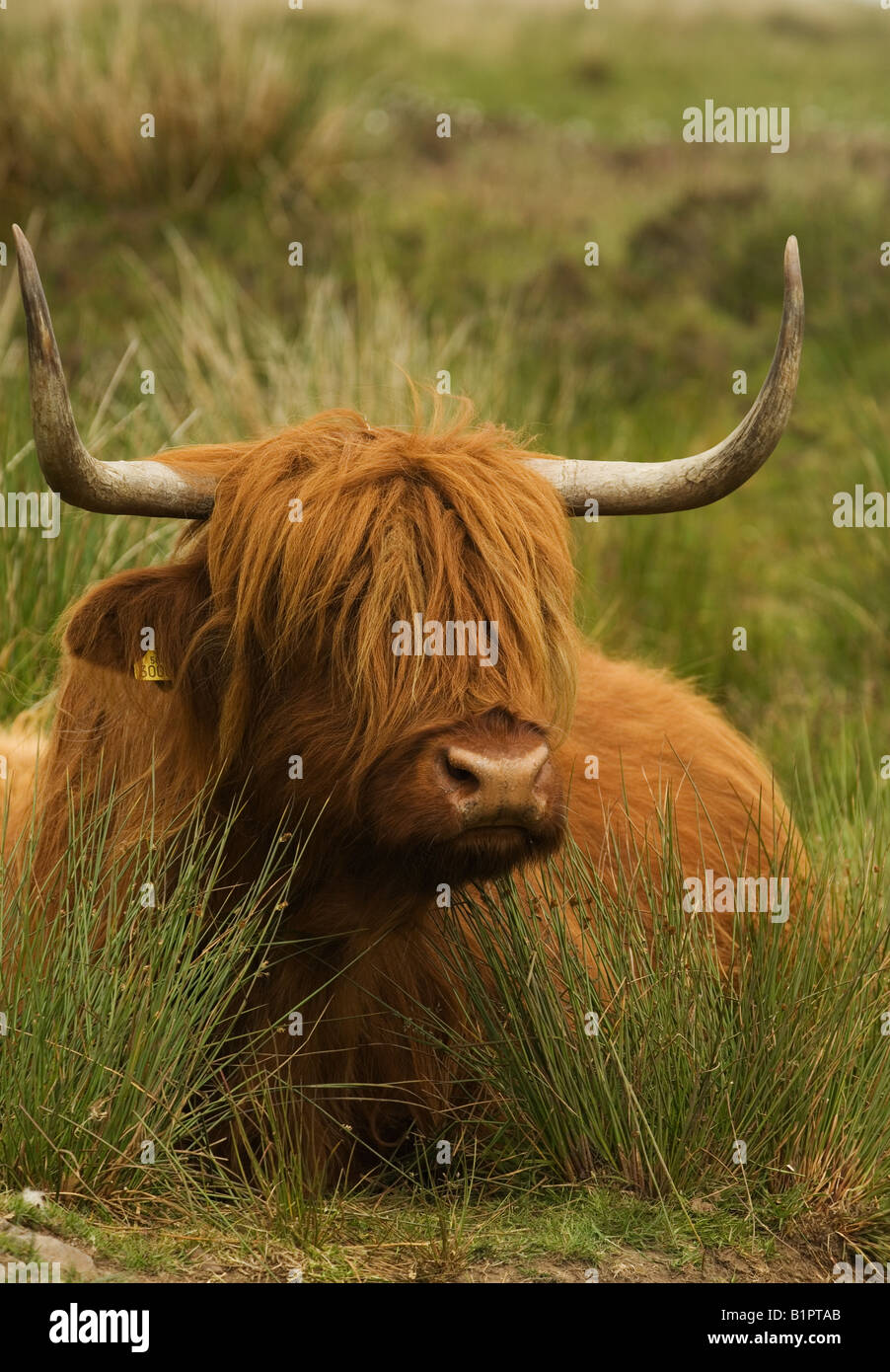 A highland cow lies in long moorland grass with her hair covering her ...