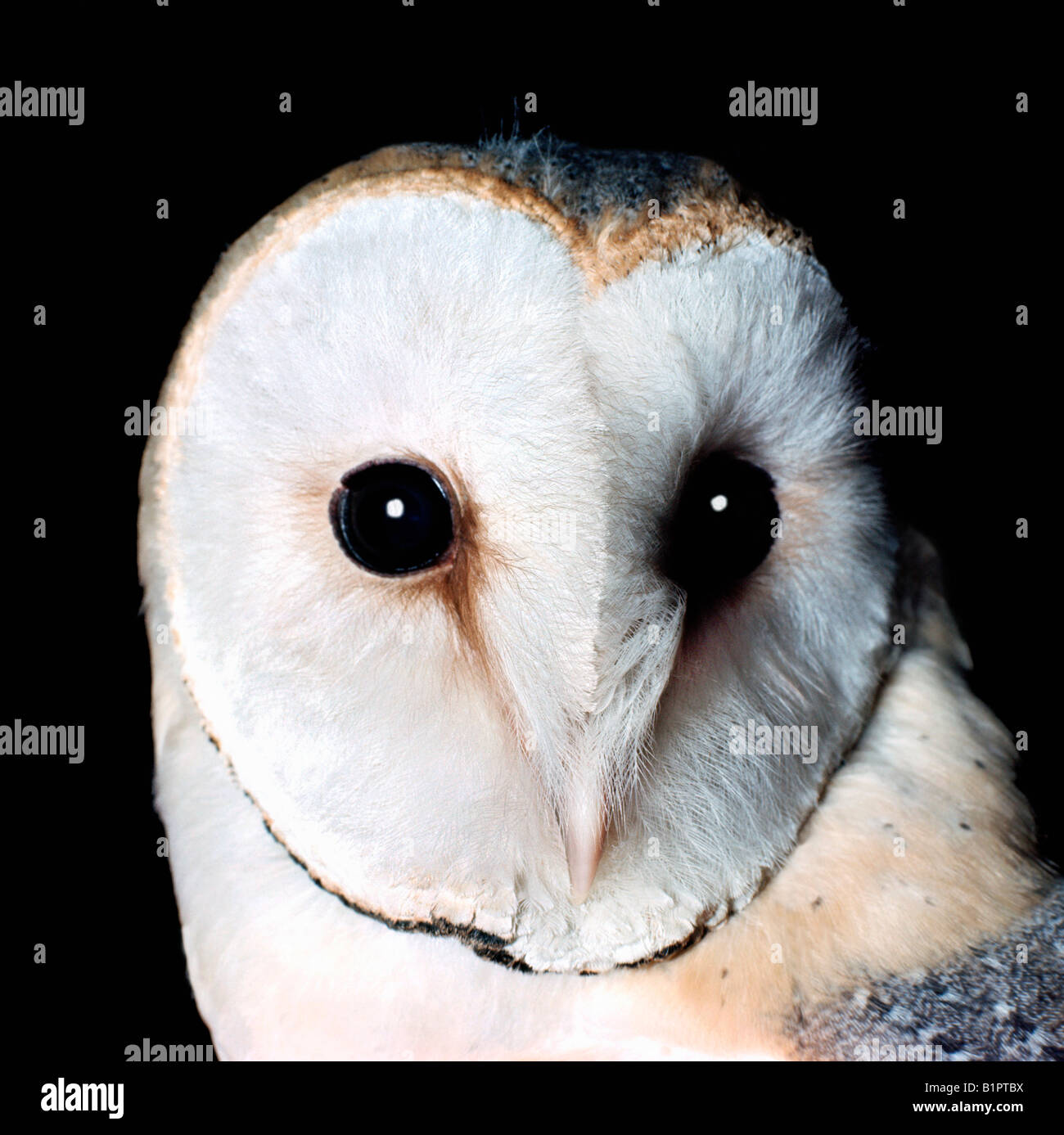 Chouette Effraie High Resolution Stock Photography And Images Alamy Chouette Effraie High Resolution Stock Photography And Images Alamy